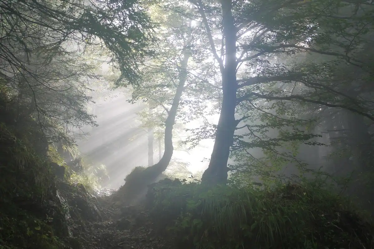 Potecă prin pădure în lumina dimineții, loc de liniște pentru gândit dacă domeniul ți se potrivește
