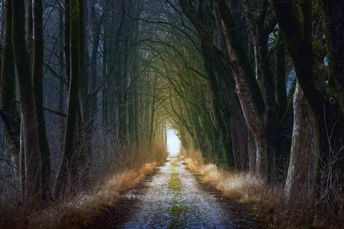 Potecă prin pădure în lumină blândă, imagine despre liniștea necesară după un refuz la interviu